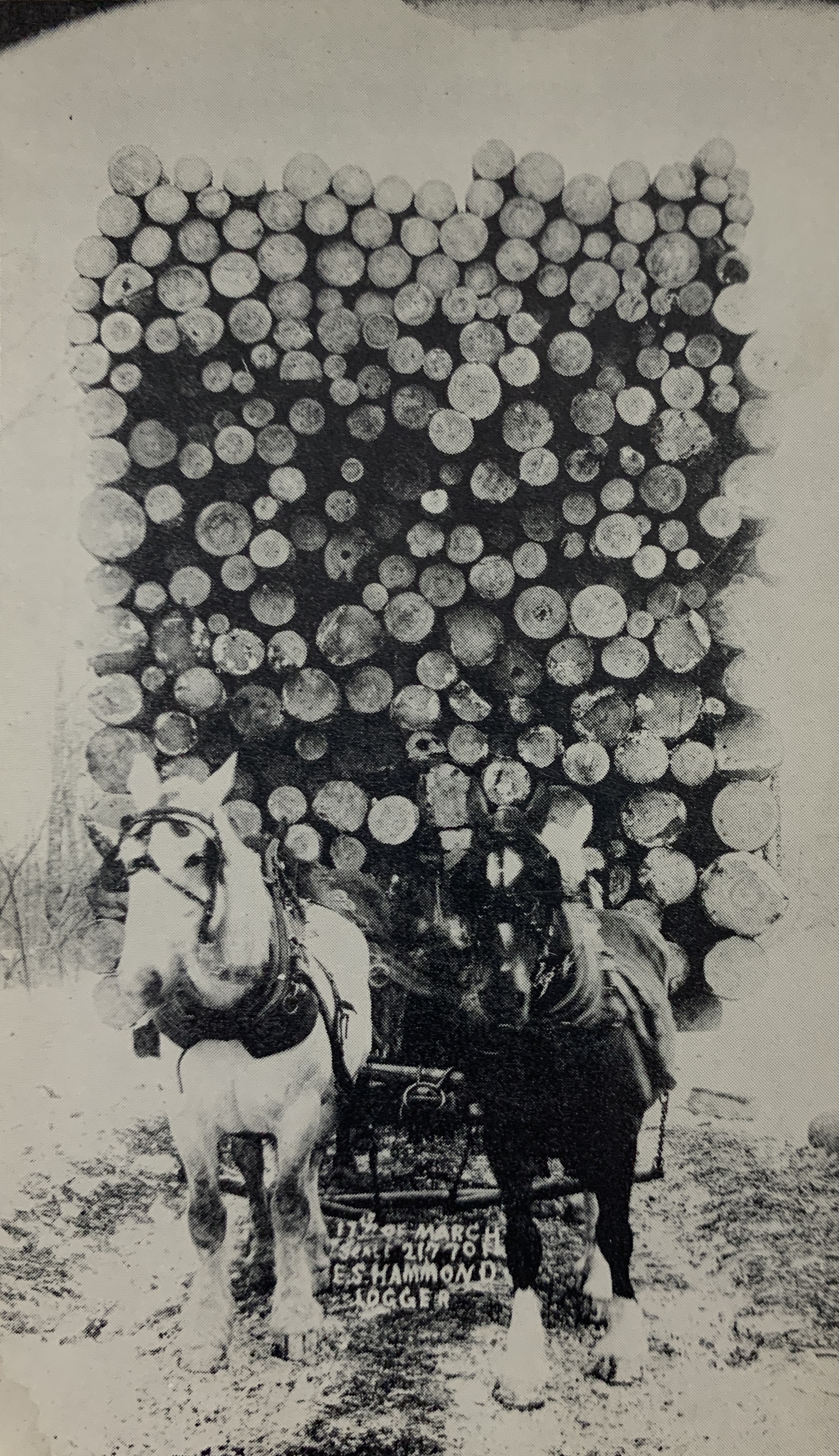 Largest Load of Pine Logs Hauled on Logging Sled in the World.